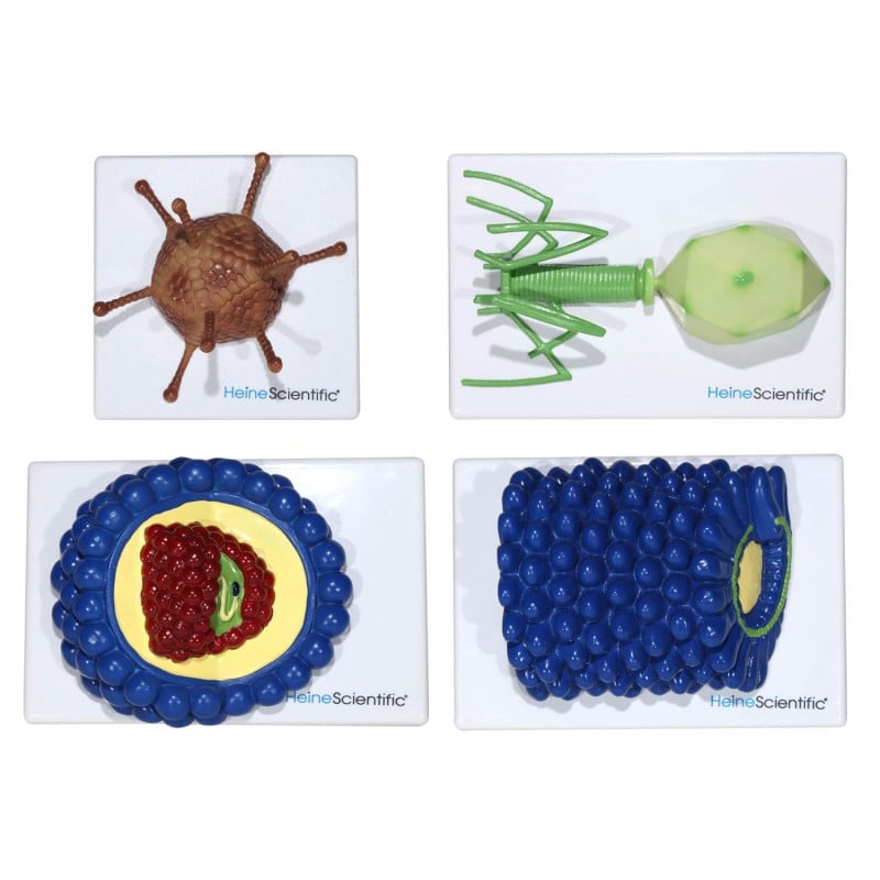Virus Models