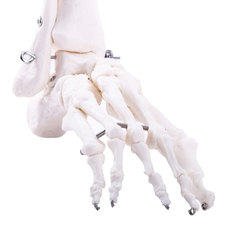 Leg Skeleton