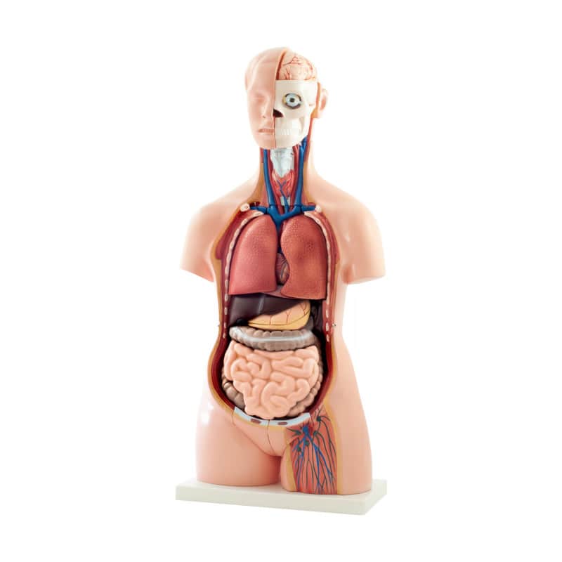 40-Part Torso Model