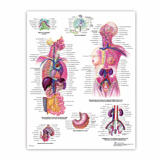 The Human Brain Wall Chart French