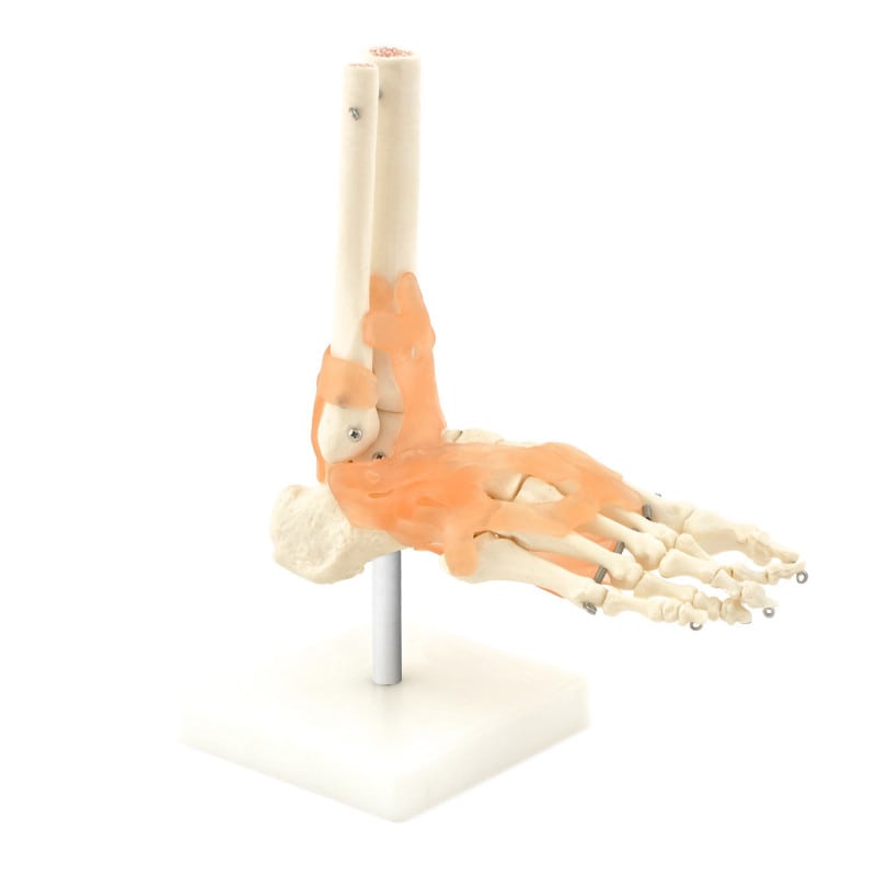 Skeletal Foot Model