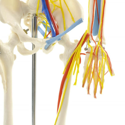 Human Skeleton Model