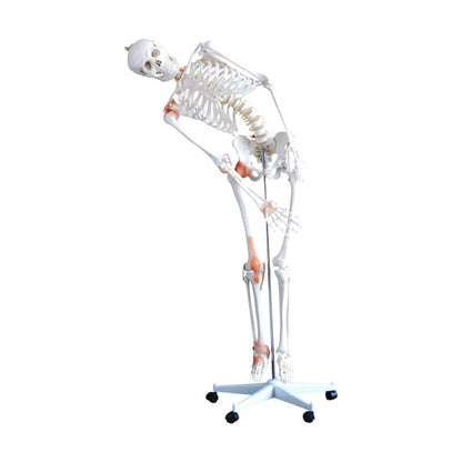 Human Skeleton Model