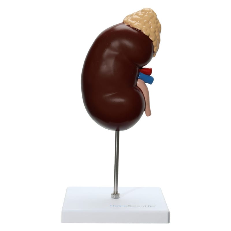 Kidney and Adrenal Gland Model