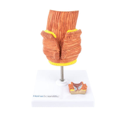 Haemorrhoid Model