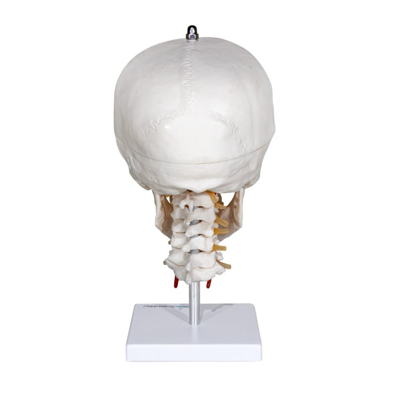 Human Skull with Cervical Spine