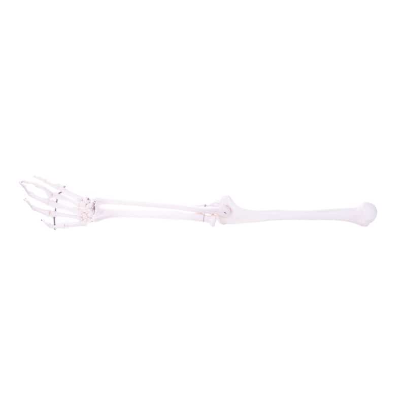 Arm Skeleton