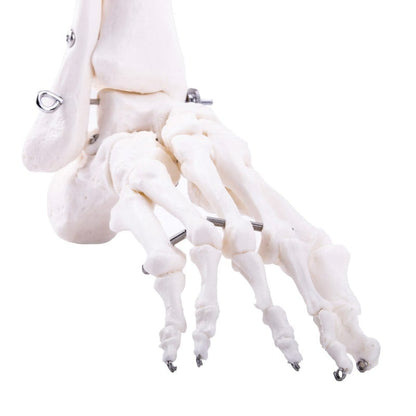 Leg Skeleton