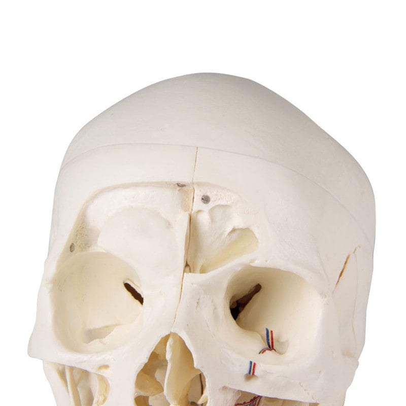 Luxury Demonstration Skull children