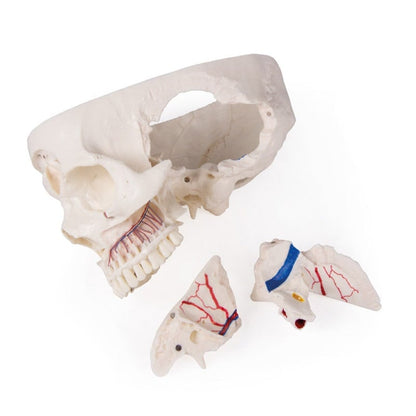 Luxury Demonstration Skull adults