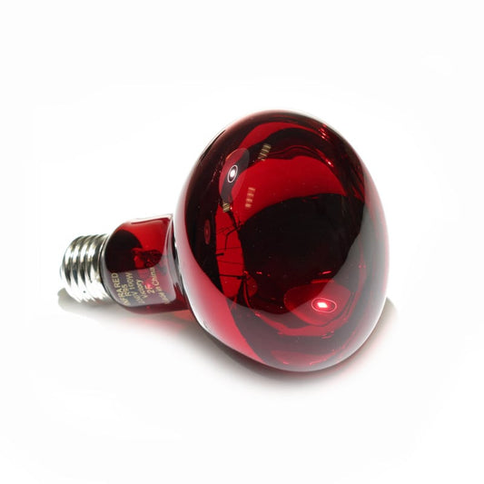 Bulb for Infrared Lamp intensive